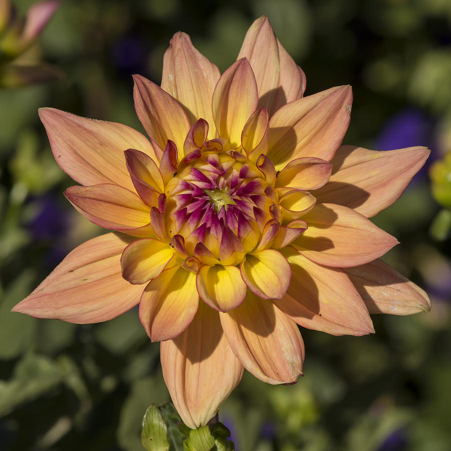 Flower Photograph - A Dahlia by Bruce Frye