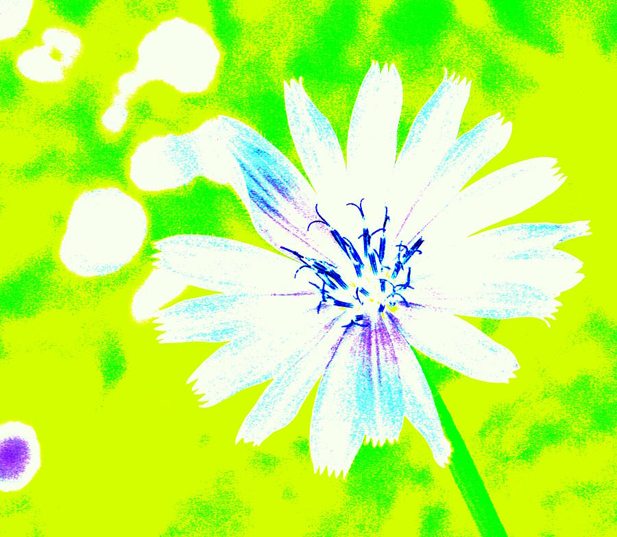 A Daisy a Day Photograph by Julie Lueders 