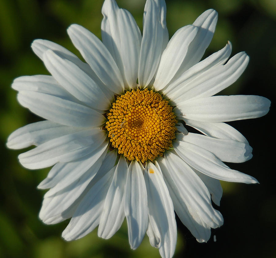 A Daisy a Day Photograph by Suzanne Gaff