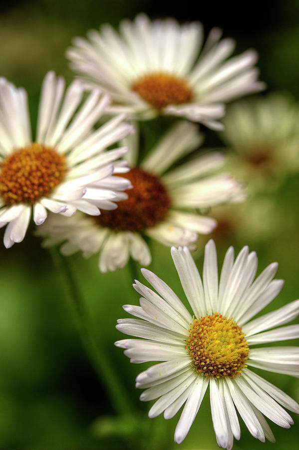 A Daisy Kind Of Day Photograph by Mike Eingle