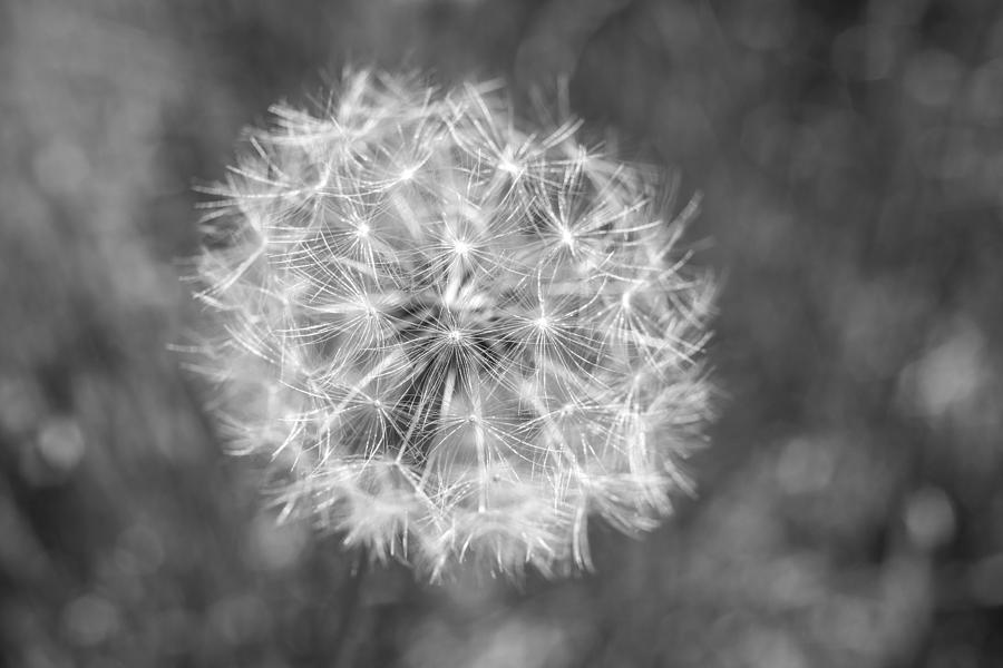A Dandelion Black and White Photograph by Terry DeLuco
