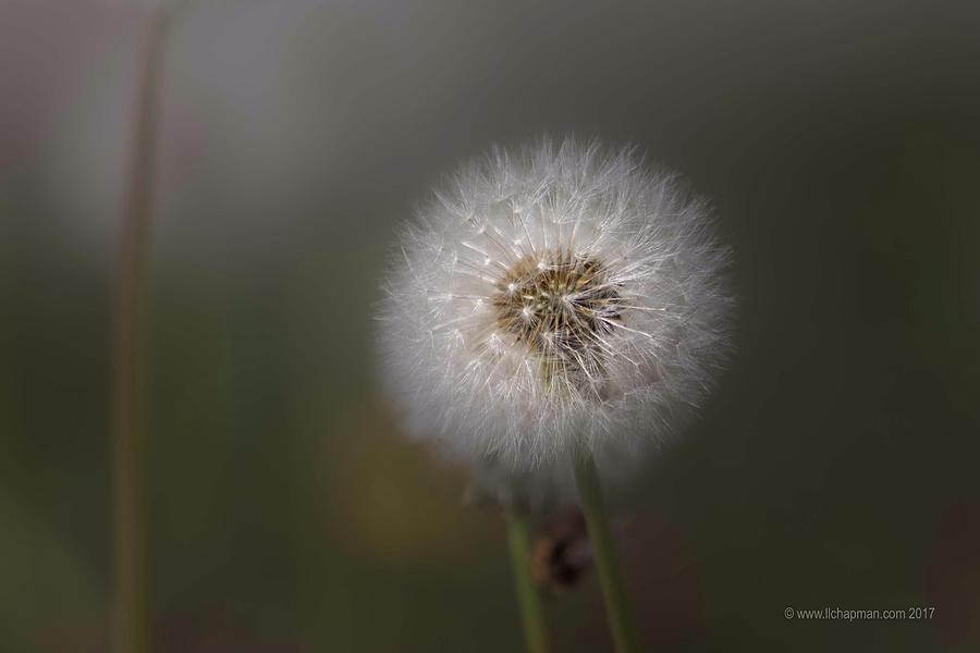 A Dandelion Photograph by Lora Lee Chapman