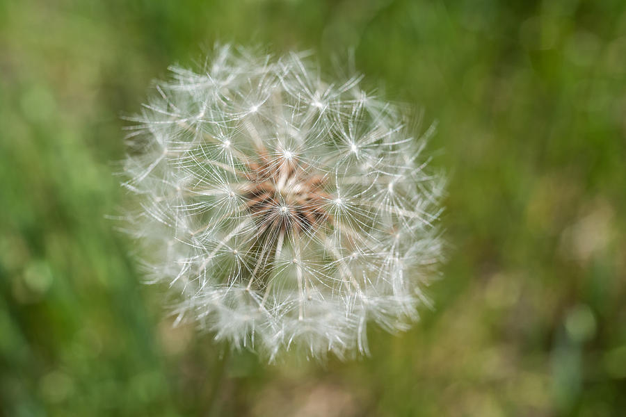 A Dandelion Photograph by Terry DeLuco