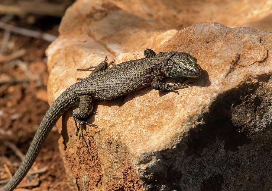 A dark lizard sitting on a stone Photograph by Stefan Rotter - Fine Art ...