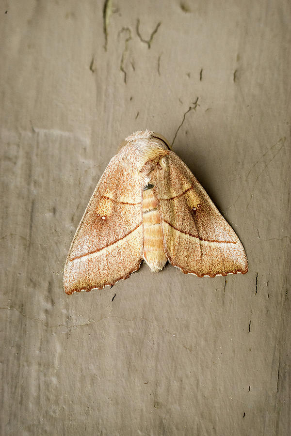 A Dart Moth Cosmia Species Photograph by Douglas Barnett
