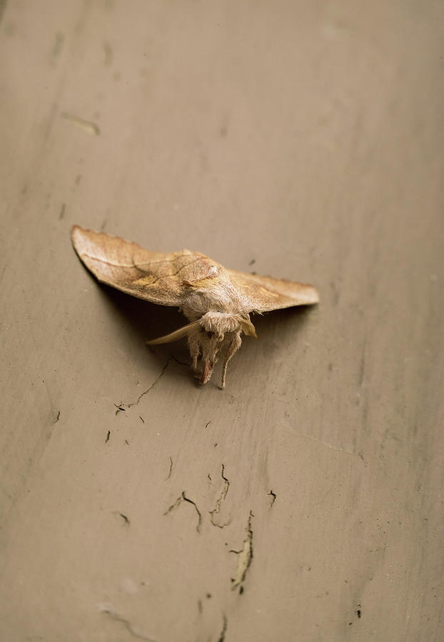 A Dart Moth Cosmia Species Up Front Photograph by Douglas Barnett