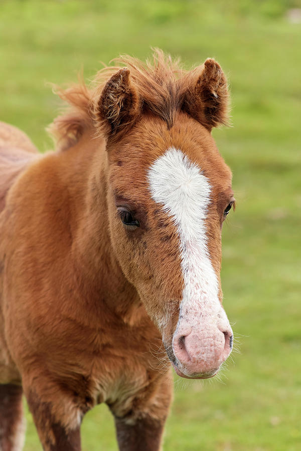 A Dartmoor Pony Foal, Devon, England Photograph By Derrick Neill - Fine 