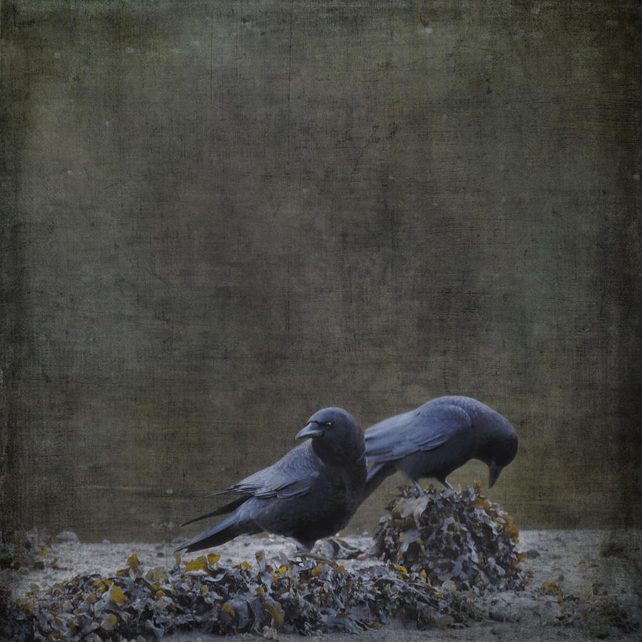 Blackbirds at the Beach by Sally Banfill Blackbirds at the Beach by Sally Banfill