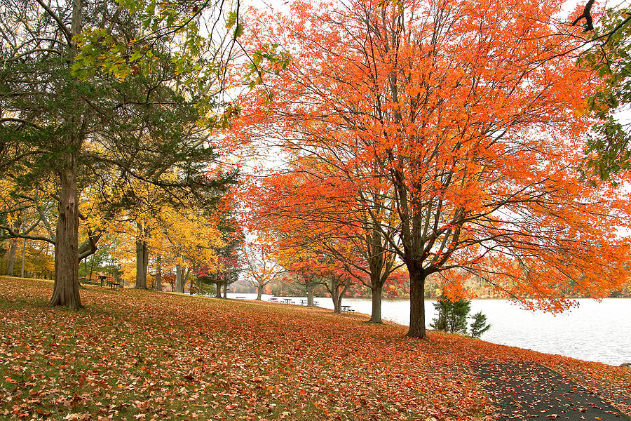 A Day At The Park - Autumn Splendor Photograph by Carol Senske