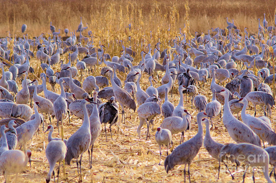 A Day At The Sandhill Feeding Grounds Photograph