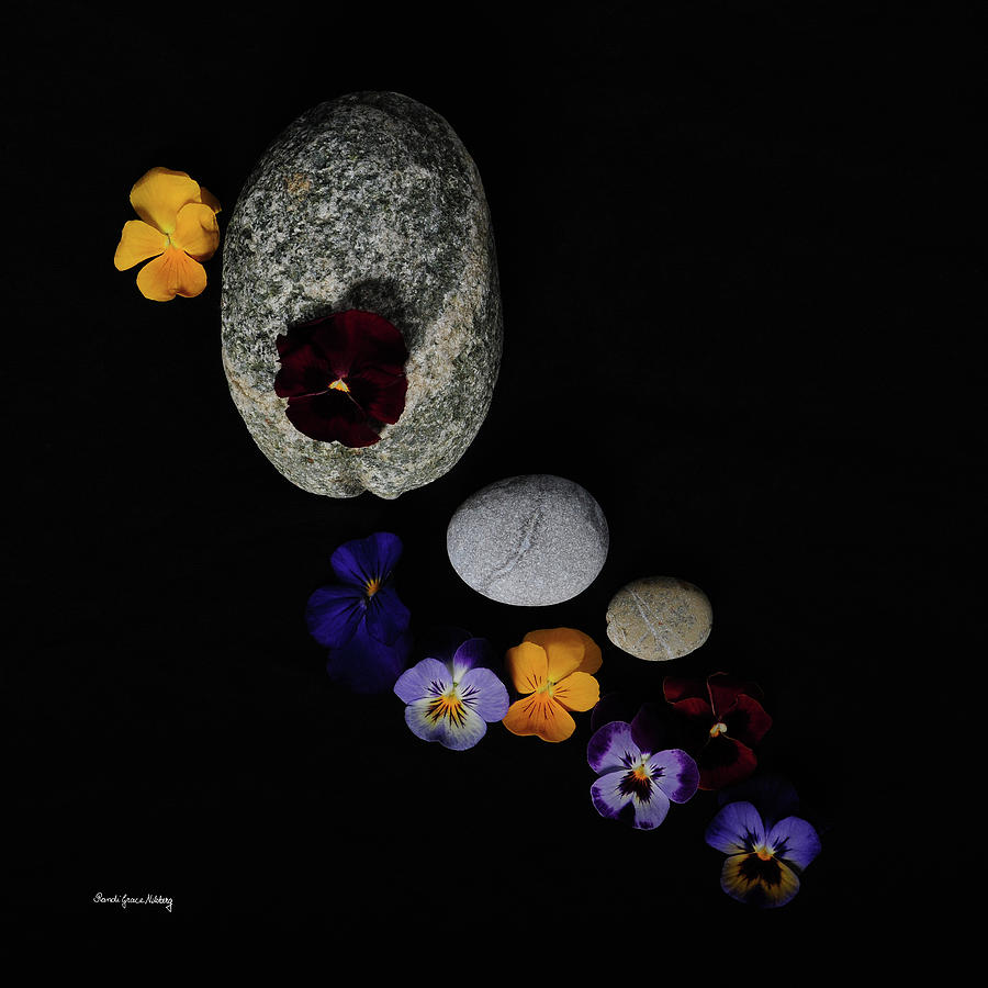 A Day for Pansies Photograph by Randi Grace Nilsberg