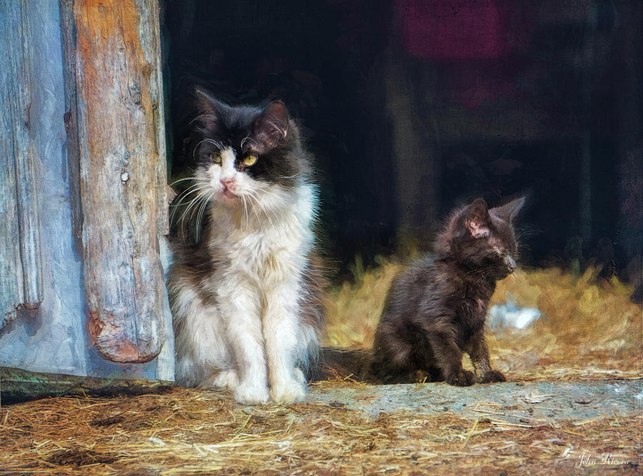 A day in the life of a barn cat Photograph by John Rivera