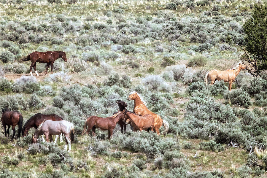 A Day in the Lives of South Steens Wild Horses, No. 1 Photograph by Belinda Greb