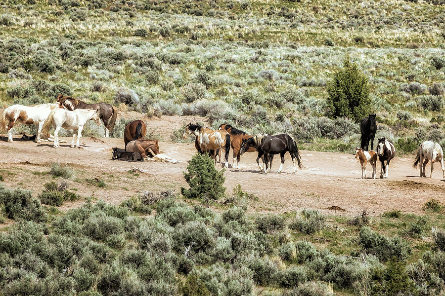 A Day in the Lives of South Steens Wild Horses, No. 2 Photograph by Belinda Greb