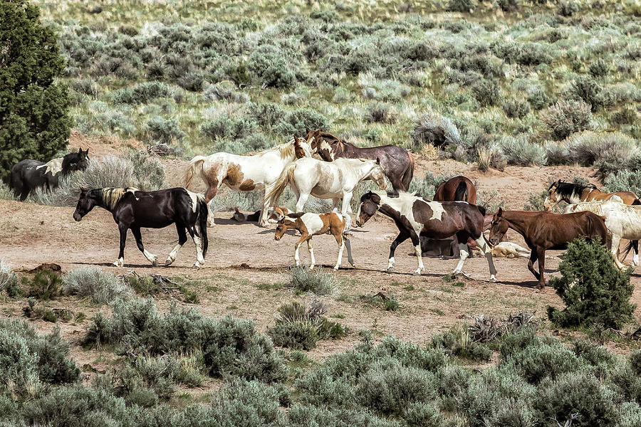 A Day in the Lives of South Steens Wild Horses, No. 3 Photograph by Belinda Greb