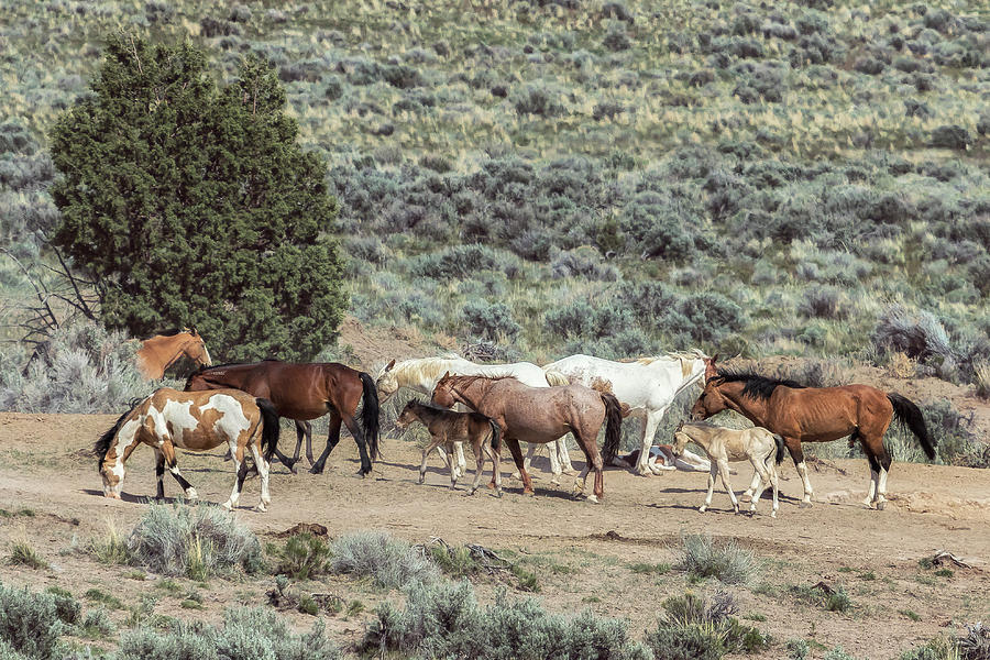A Day in the Lives of South Steens Wild Horses, No. 4 Photograph by Belinda Greb