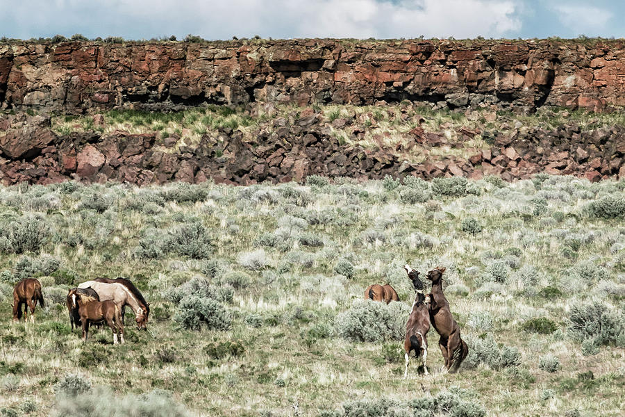 A Day in the Lives of South Steens Wild Horses, No. 8 Photograph by Belinda Greb