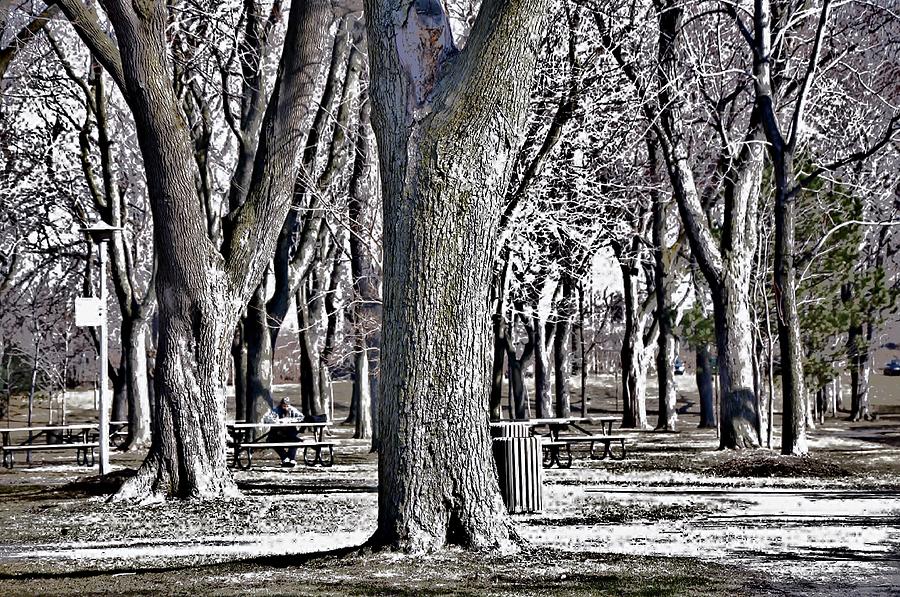 Tree Photograph - A Day in the Park by Reb Frost