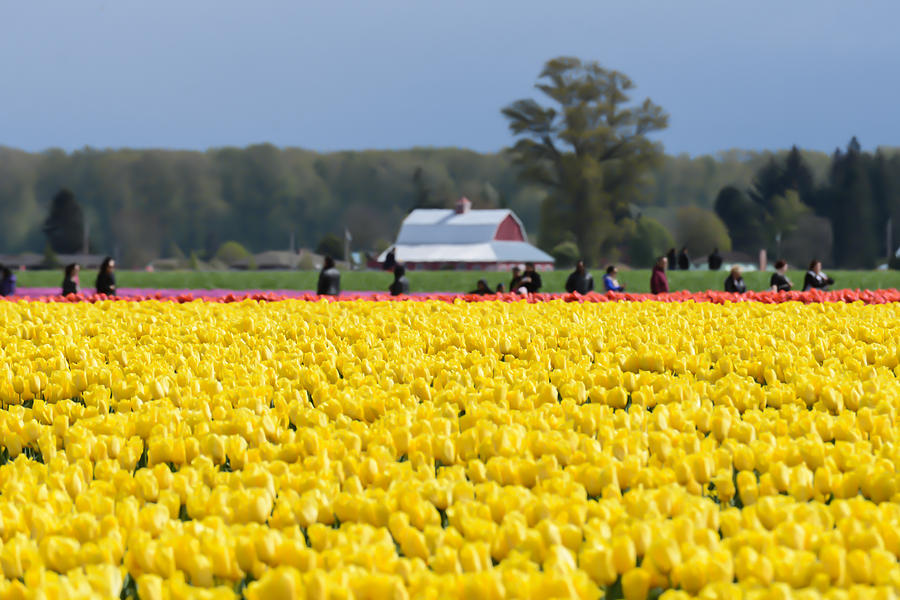 A Day in the Tulip Fields Photograph by Ronda Broatch