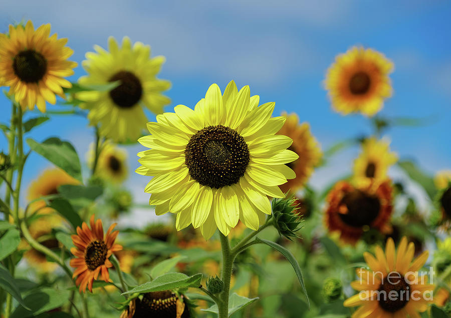 A Day With Sunflowers Photograph