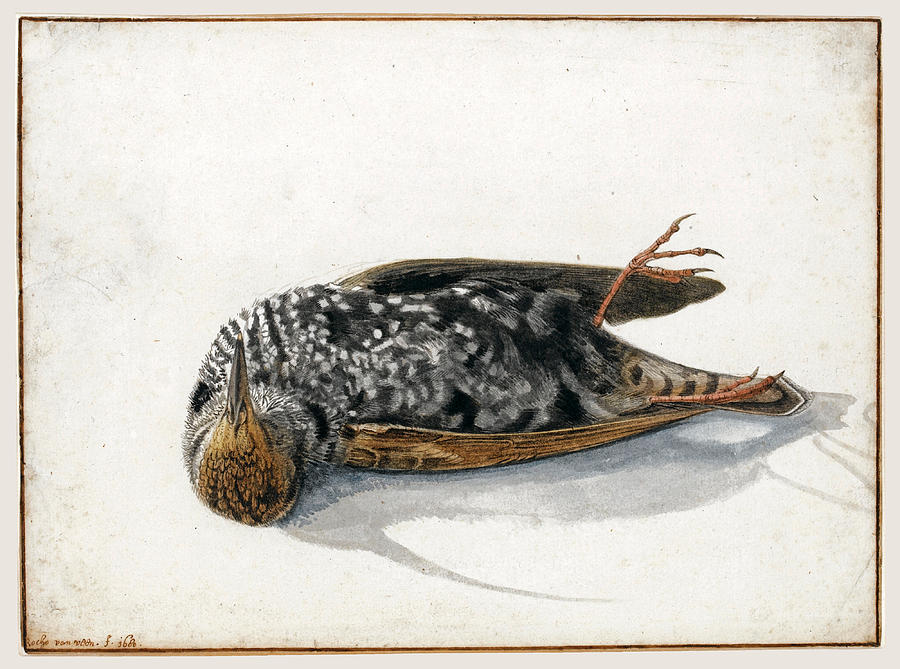 A Dead Starling Drawing by Rochus van Veen