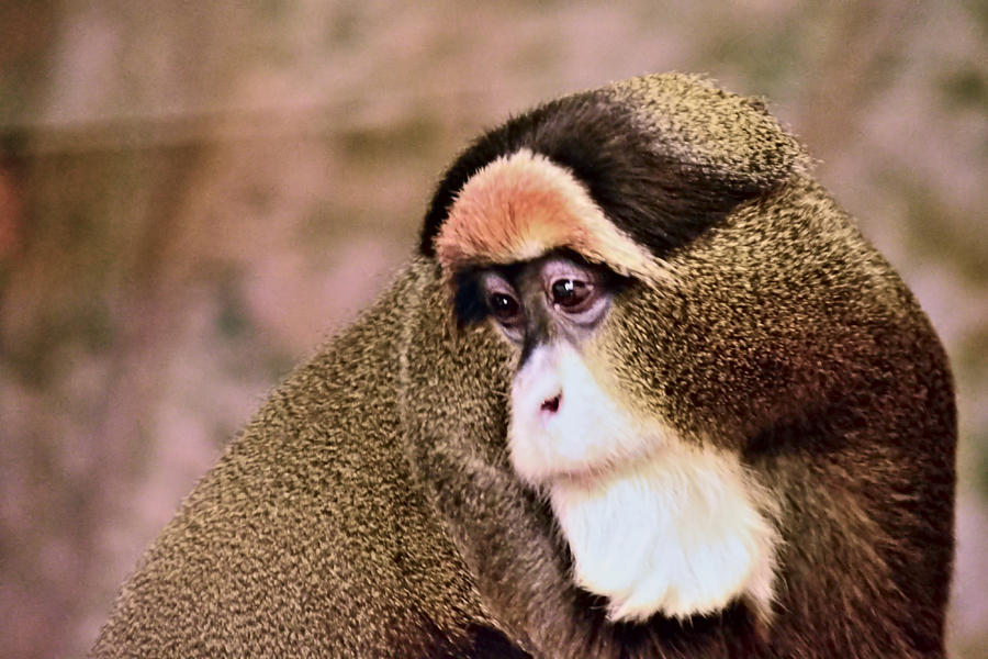 A Debrazzas monkey starring off with a sad look. Photograph by William Lowe  - Pixels