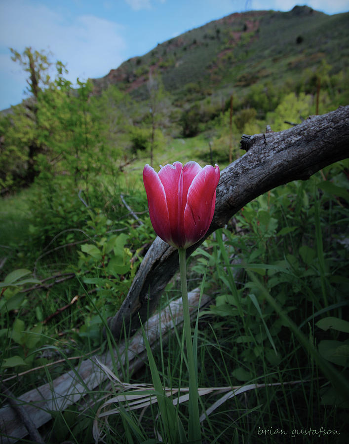 A Bloom With A View Photograph by Brian Gustafson
