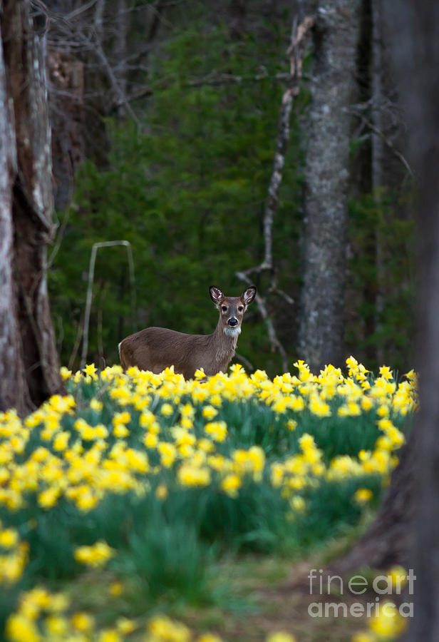 A Deer and Daffodils 4 Photograph by Douglas Stucky