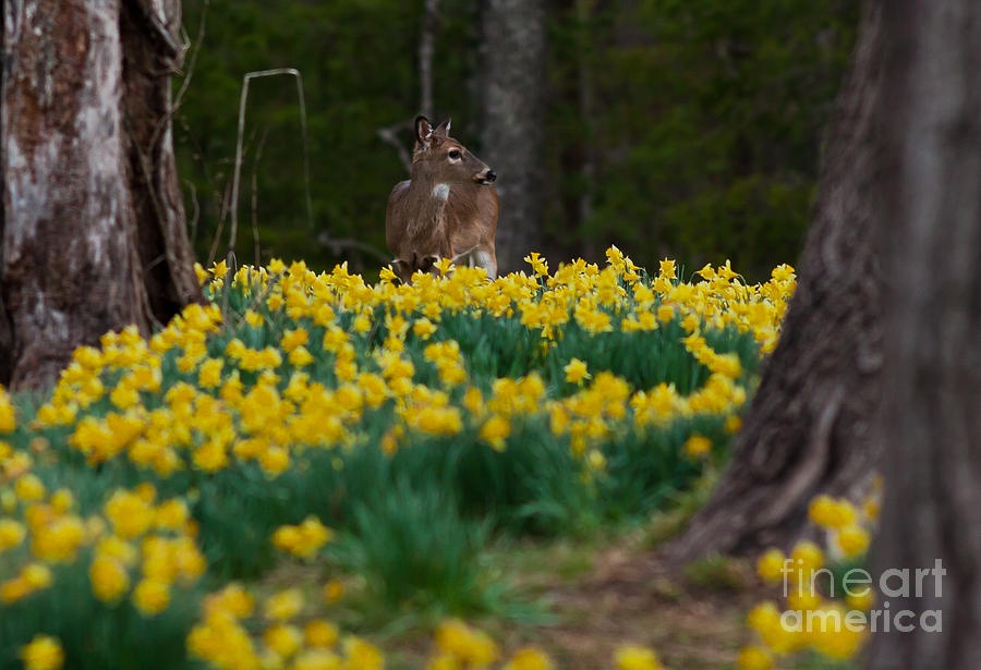 A Deer and Daffodils 5 Photograph by Douglas Stucky