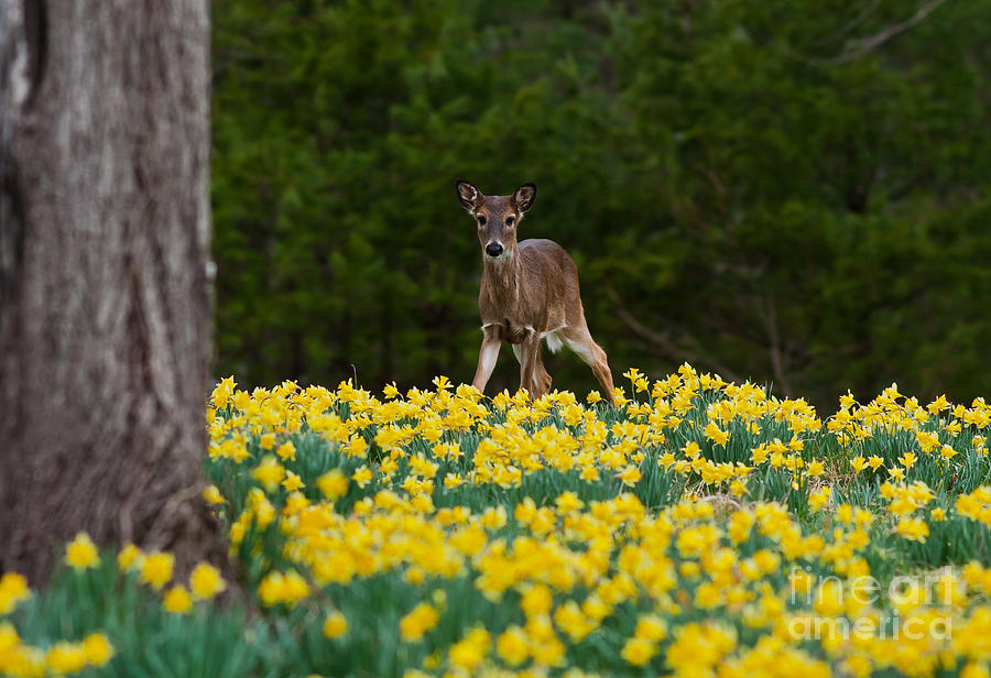 A Deer and Daffodils II Photograph by Douglas Stucky