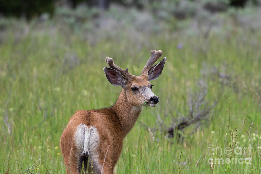 A deer in Yellowstone National Park  Photograph by Brandon Bonafede