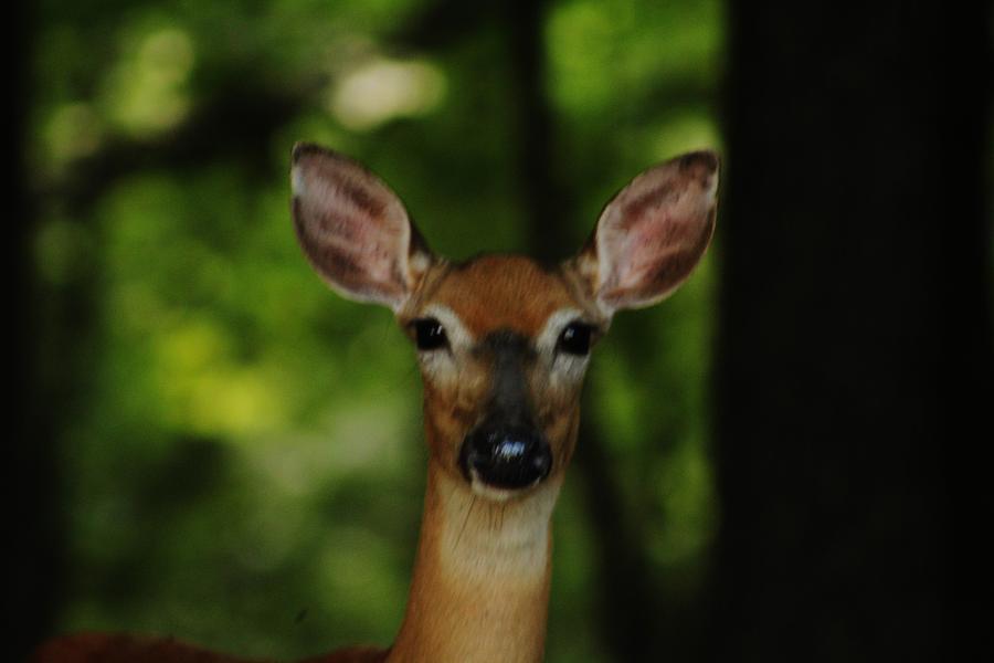 A Deer up close and personal Photograph by Charles Ray
