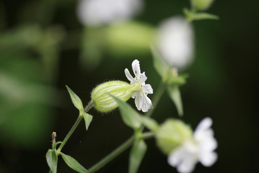Wild Flowers Photograph - A Delicate Balance by Alan Rutherford Wild Flowers Photograph - A Delicate Balance by Alan Rutherford
