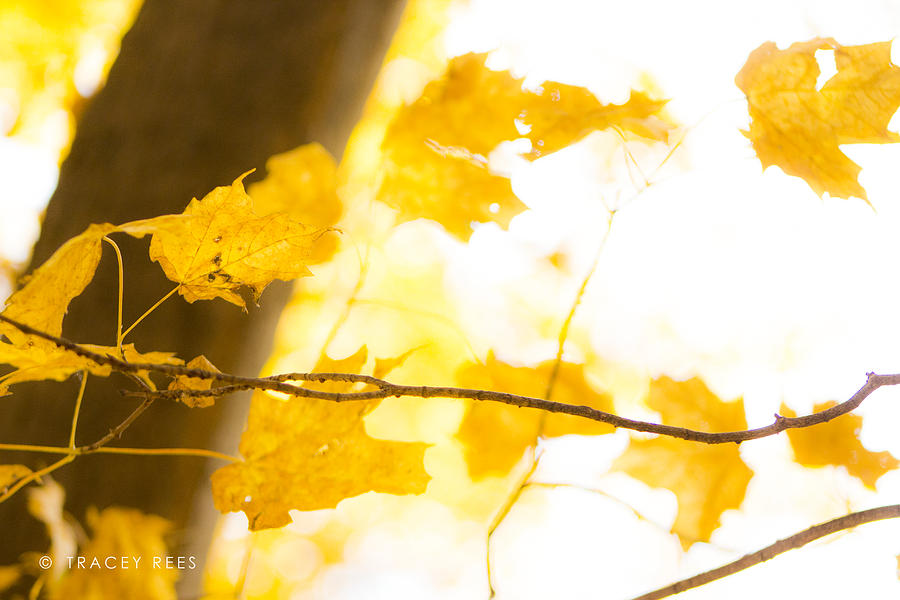 Fall Photograph - A Delicate Balance by Tracey Rees