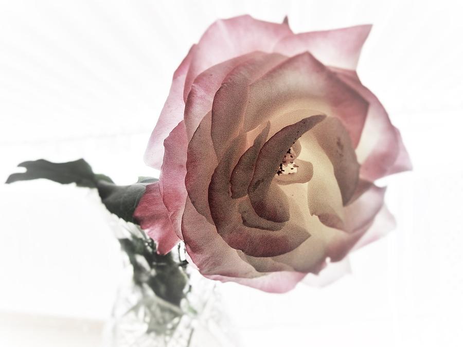 Rose Photograph - A Delicate Rose by Michaline  Bak