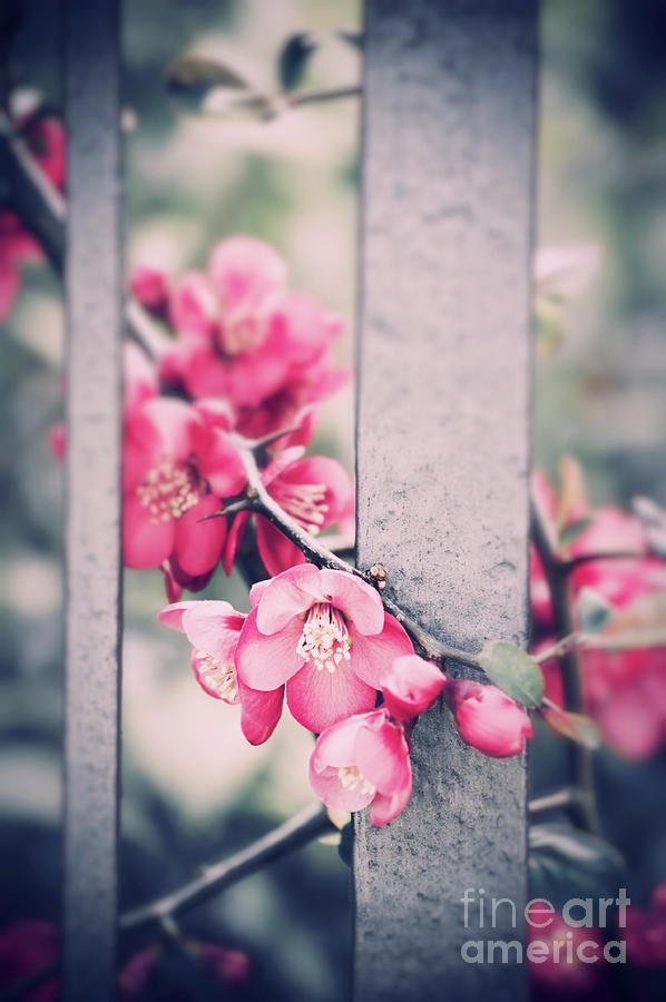 Spring Photograph - A delicate Spring by Silvia Ganora