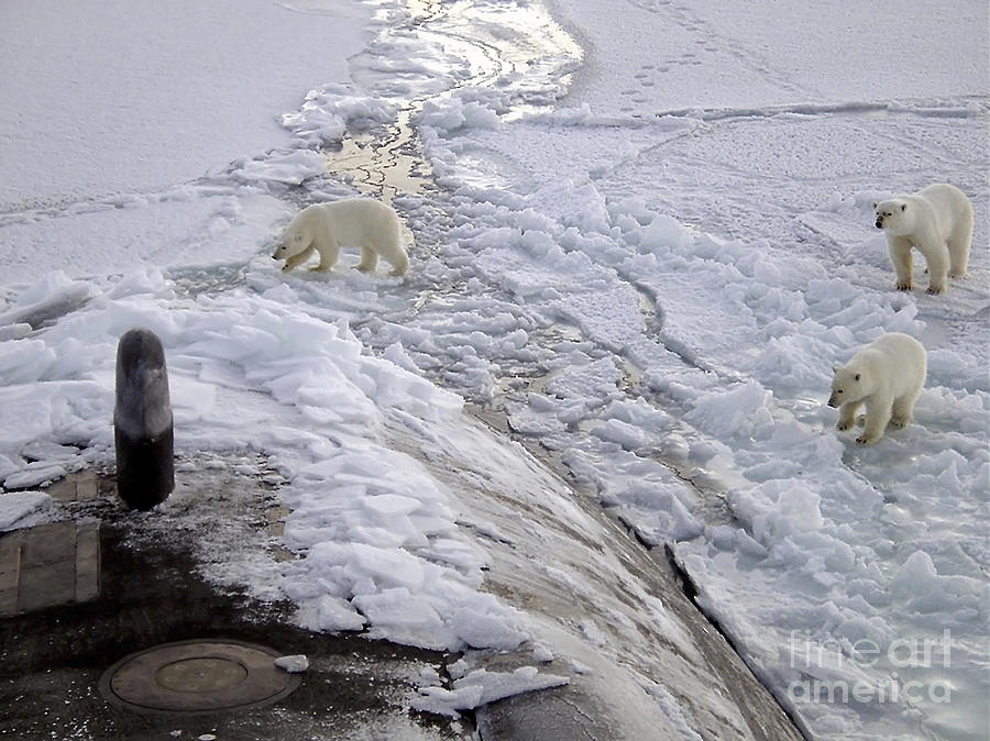 A Den Of Polar Bears Curiously Approach Photograph by Stocktrek Images
