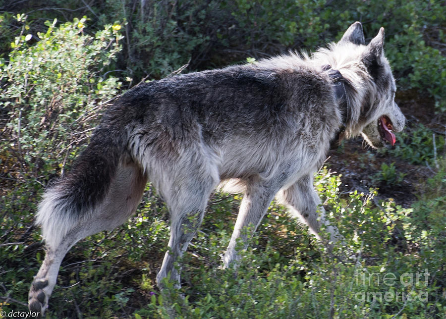 A Denali Wolf on a Mission Photograph by David Taylor