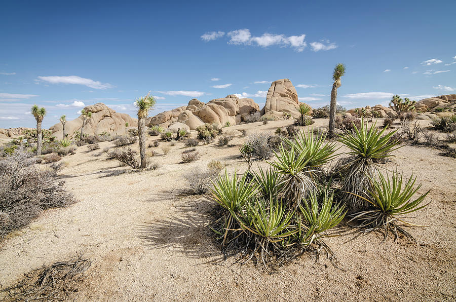 A Desert Stroll Photograph by Margaret Pitcher