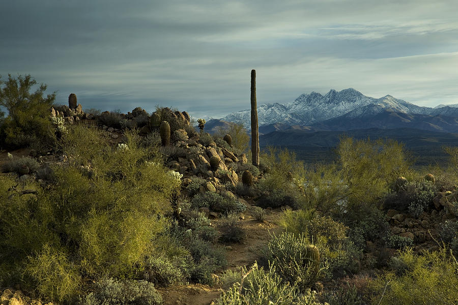 A Desert Winter Photograph by Sue Cullumber