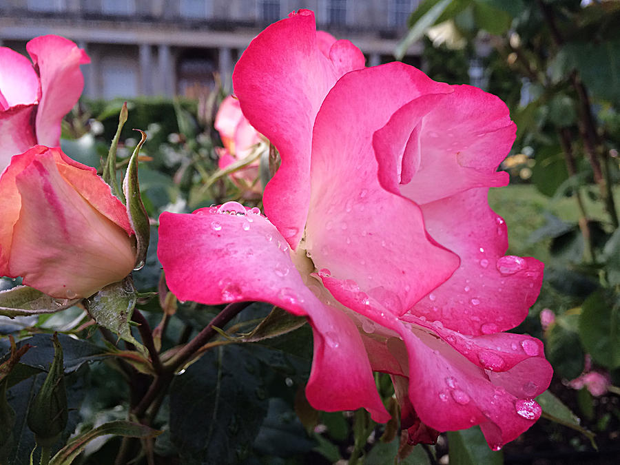 A Dew Dappled Rose Photograph By Vicky Adams Fine Art America