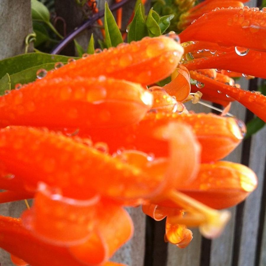 Flower Photograph - A Dewy Morning #dew #orange #flowers by Deb Billing