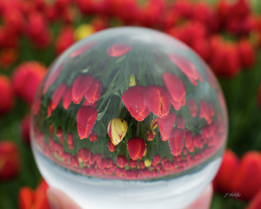 A Different Perspective - Flower Art Photograph by Jordan Blackstone