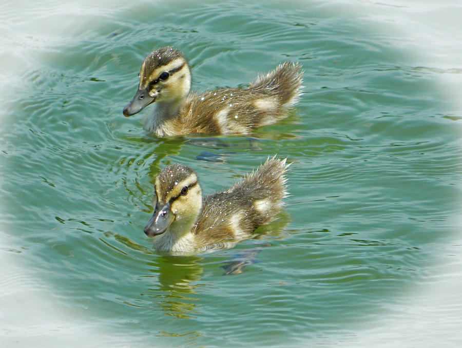 Duck Photograph - A Dip In The Reflecting Pool - Washington DC by Emmy Vickers