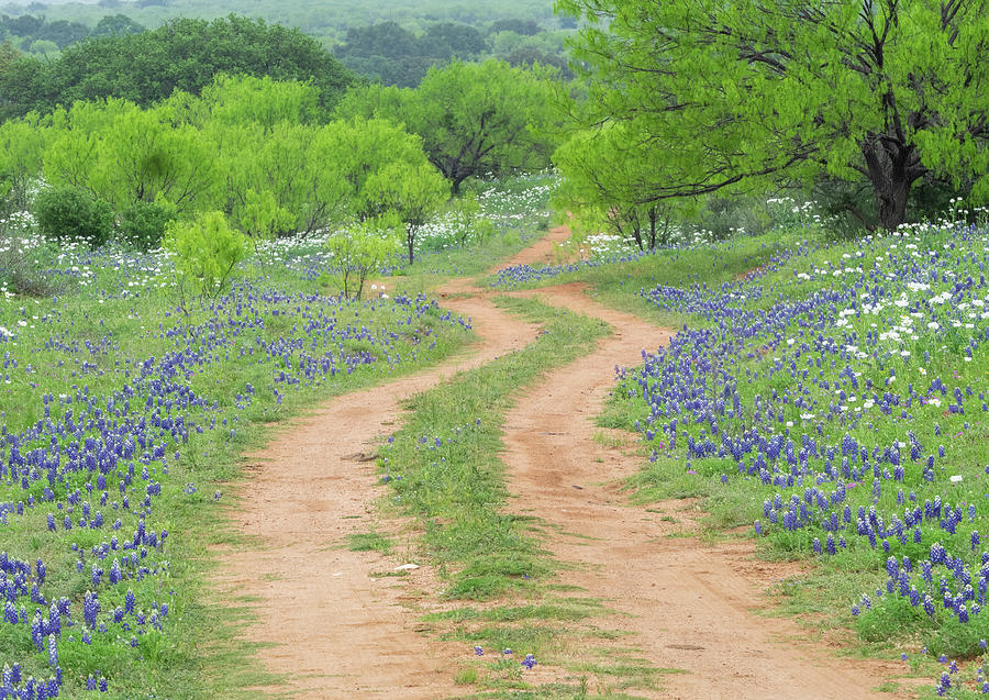 A dirt road lined by Blue Bonnets of Texas Photograph by Usha Peddamatham