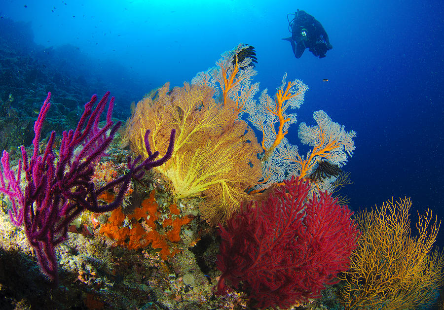 Wildlife Photograph - A Diver Looks On At A Colorful Reef by Steve Jones