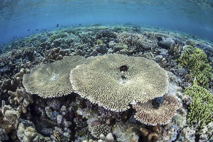 A Diverse Array Of Corals Grow In Raja Photograph by Ethan Daniels ...