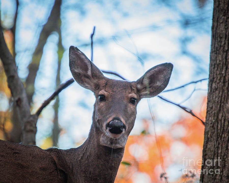 A Doe A Deer Photograph