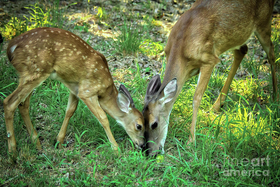 Canon Photograph - A Doe, A Deer by James Foshee Canon Photograph - A Doe, A Deer by James Foshee