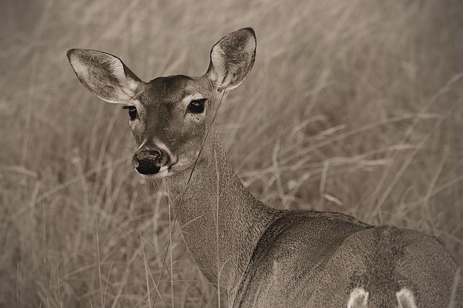 A Doe A Deer Photograph by Nadalyn Larsen